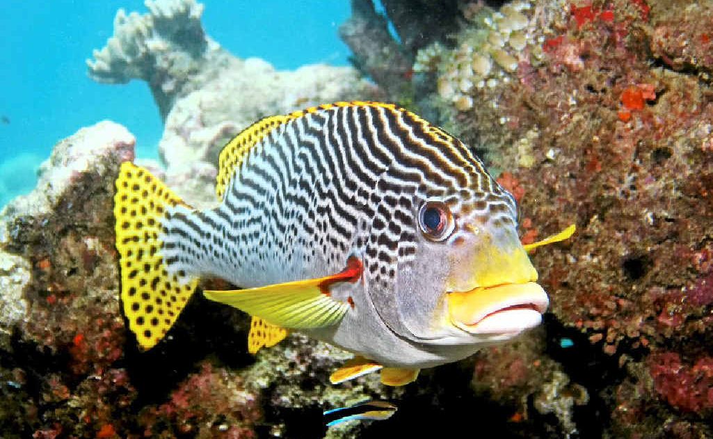 LAST-MINUTE FUNDING: New money to preserve the Barrier Reef’s heritage listing. LAST-MINUTE FUNDING: New money to preserve the Barrier Reef’s heritage listing.